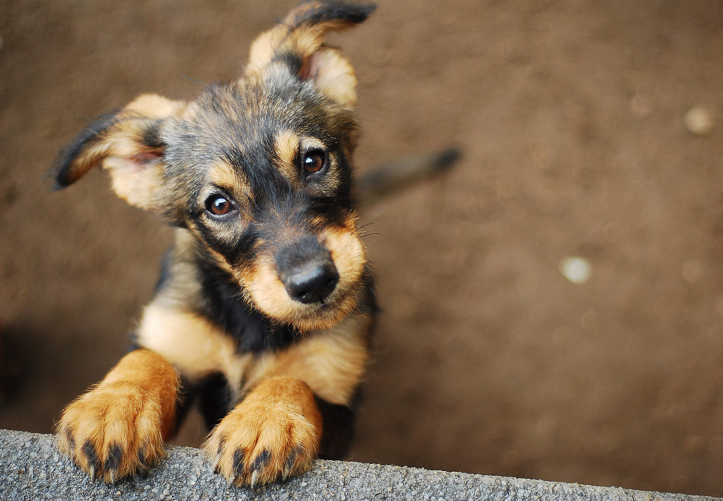 About Us Mobile Pet Vet